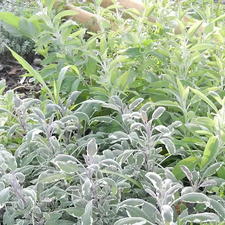 Il Gheriglio דירה Torano Nuovo