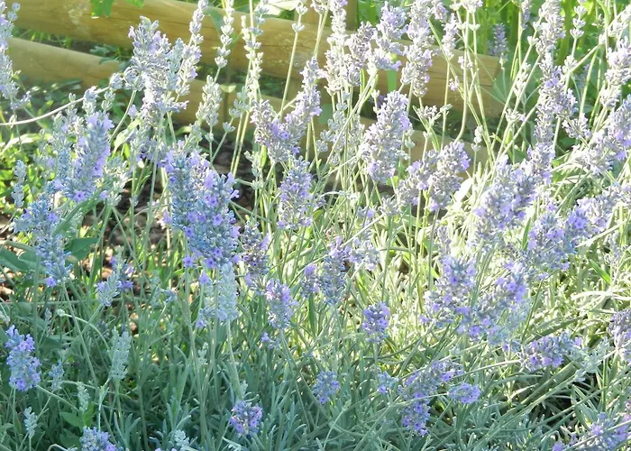 Il Gheriglio Daire Torano Nuovo